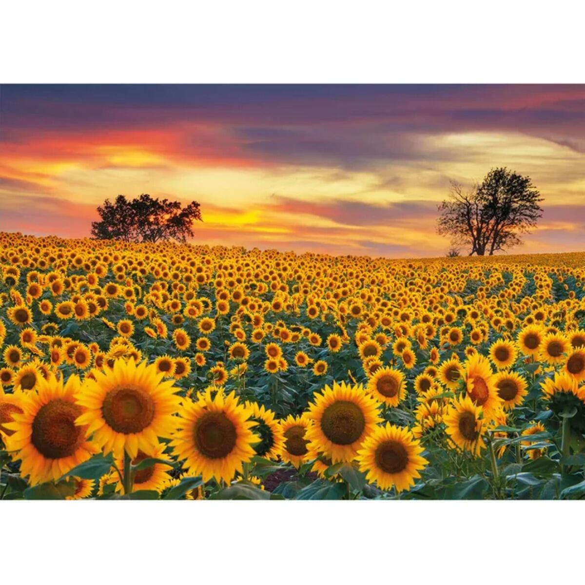Wentworth Puzzles - Holzpuzzle Sunflower Field, 80 Teile