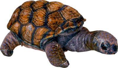 Schildkröte - Nature Zoom Wild Schildkröte - Nature Zoom Wild