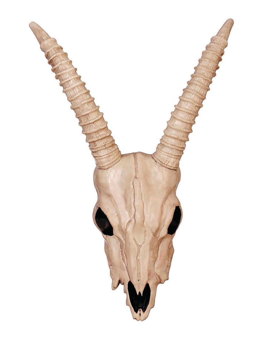 Skelettschädel einer Gazelle 46cm