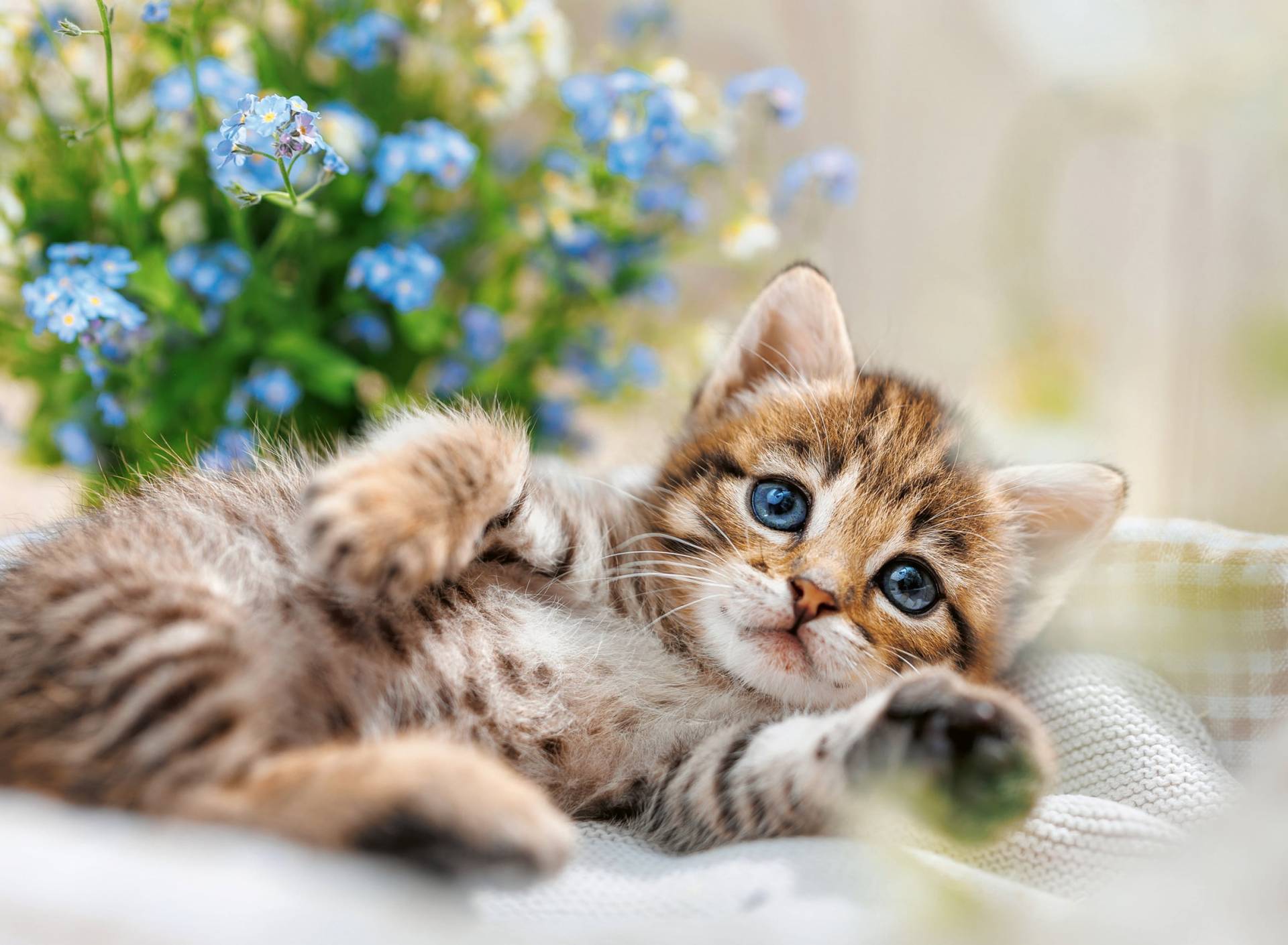 Welpenkollektion: Sweet Kitty