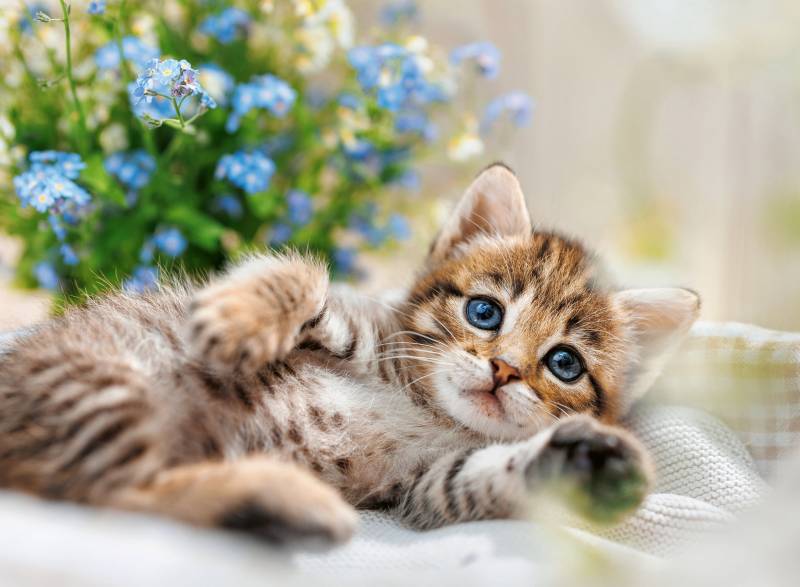 Welpenkollektion: Sweet Kitty