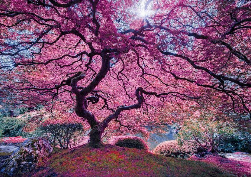 Wentworth Puzzles - Holzpuzzle / 40 Teile / Japanese Maple / Mini