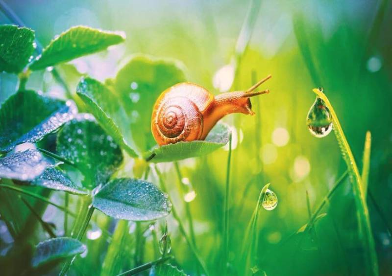 Wentworth Puzzles - Holzpuzzle / 40 Teile / Pure Nature Wentworth Puzzles - Holzpuzzle / 40 Teile / Pure Nature