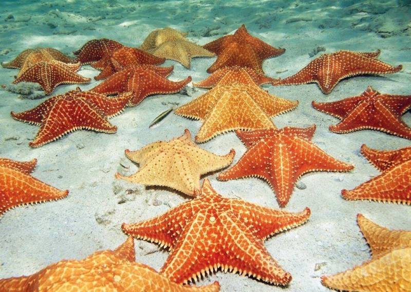 Wentworth Puzzles - Holzpuzzle / 40 Teile / Star Fish / Mini Wentworth Puzzles - Holzpuzzle / 40 Teile / Star Fish / Mini