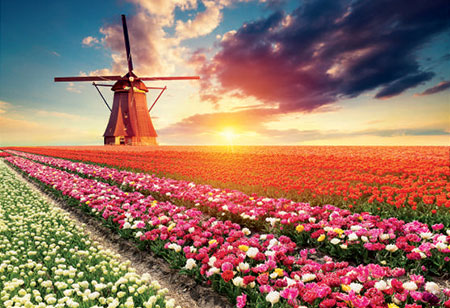 Windm�hle im Tulpenfeld