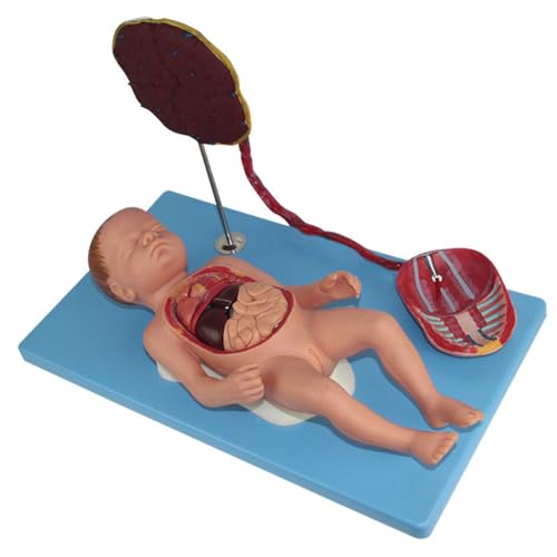 buyzg Anatomisches Modell der Eingeweide von Neugeborenen, abnehmbar, 13-teilig, Anatomisches Modell der Eingeweide von Neugeborenen zum Üben von Hebammenfähigkeiten buyzg Anatomisches Modell der Eingeweide von Neugeborenen, abnehmbar, 13-teilig, Anatomisches Modell der Eingeweide von Neugeborenen zum Üben von Hebammenfähigkeiten von buyzg