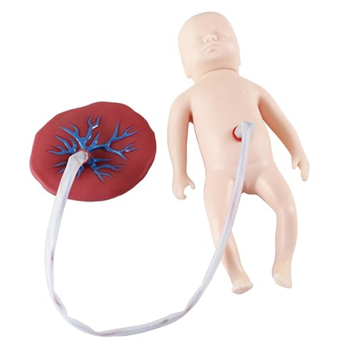buyzg Baby-Lehrmodell, Neugeborenen-Babypuppe mit Nabelschnur, Plazenta-Modell, anatomisches Lehrmittel für die Ausbildung in Geburtshilfe und Gynäkologie buyzg Baby-Lehrmodell, Neugeborenen-Babypuppe mit Nabelschnur, Plazenta-Modell, anatomisches Lehrmittel für die Ausbildung in Geburtshilfe und Gynäkologie von buyzg