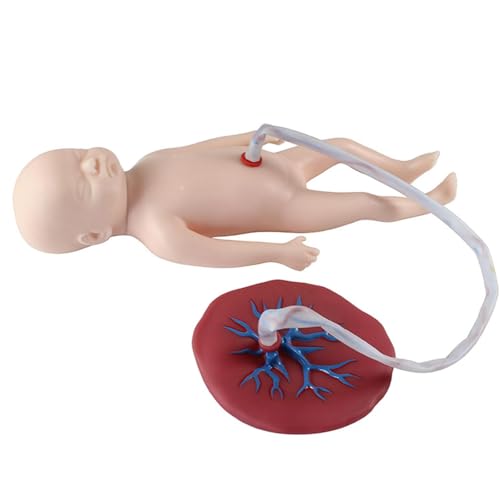 buyzg Baby-Lehrmodell, lebensgroße Baby-Pflege-Trainingspuppe mit Nabelschnur, Plazenta, realistischer Säuglingspflege-Simulator für Bildungszwecke buyzg Baby-Lehrmodell, lebensgroße Baby-Pflege-Trainingspuppe mit Nabelschnur, Plazenta, realistischer Säuglingspflege-Simulator für Bildungszwecke von buyzg