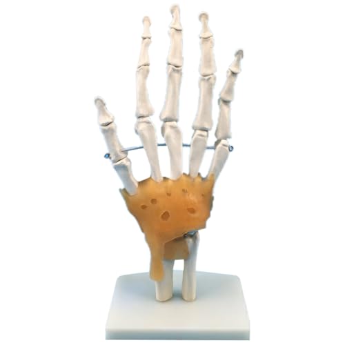 casstaly Menschliches Handgelenkmodell mit Bändern, flexibel 1:1, wissenschaftliche Lebensgröße, Fingermodell, Arzt, pädagogische Werkzeuge, einfache Installation casstaly Menschliches Handgelenkmodell mit Bändern, flexibel 1:1, wissenschaftliche Lebensgröße, Fingermodell, Arzt, pädagogische Werkzeuge, einfache Installation von casstaly