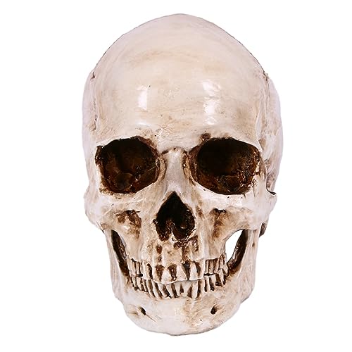 casstaly Totenkopf-Requisite, Skelettkopf, 1:1-Modell, Halloween-Stil, Spukhaus, Heimdekoration, Festivalzubehör casstaly Totenkopf-Requisite, Skelettkopf, 1:1-Modell, Halloween-Stil, Spukhaus, Heimdekoration, Festivalzubehör von casstaly