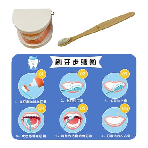 Teeth Education Model, Brushing Training Set, Interactive Teeth Model, Kids Toy, Early Education Toy, Tooth Brushing Model, Learning Toy, Brushing Education Toy von ccuzs
