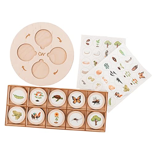 chiwanji Montessori Holzspielzeug Lebenszyklus Brett, pädagogisches Life Cycle Tablett Spielzeug, Lernspielzeug für Vorschulkinder, Frühes Lernen Spielzeug Schulprojekt für Kinder ab 3 4 5 Jahre chiwanji Montessori Holzspielzeug Lebenszyklus Brett, pädagogisches Life Cycle Tablett Spielzeug, Lernspielzeug für Vorschulkinder, Frühes Lernen Spielzeug Schulprojekt für Kinder ab 3 4 5 Jahre von chiwanji
