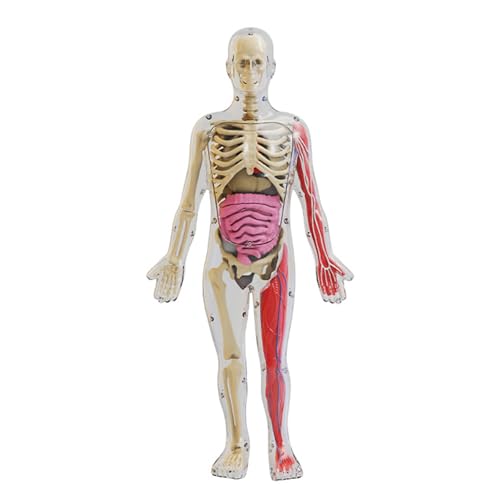 curfair Pädagogisches Anatomiemodell des menschlichen Körpers, Lehrmittel-3D-Set mit im Dunkeln leuchtendem, abnehmbarem Oberkörper für Klar von curfair