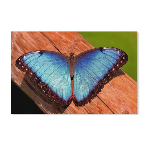 Erwachsene Puzzle 1000 Stück DIY Holz pielzeug，Blauer Schmetterling，Creative Einzigartiges Geschenk Persönlichkeit Spiel Erwachsener Kind Puzzle Spielzeug（75x50cm）-A243 von dcobs