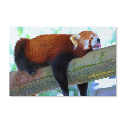 Kinder Holz Puzzle 1000 Teile，Roter Panda im schlafenden Baum，Modern Zuhause Dekoration Einzigartiges Geschenk（75x50cm）-A311 von dcobs