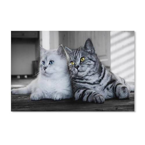 Zwei Katzen, weiß, grau，Puzzle 1000 Teile für Erwachsene, Klassische Puzzle Teenager Jungen Mädchen Puzzle Puzzles Spiele Pädagogisches Geschenk Home Decor（50x70cm）-A131 von dcobs