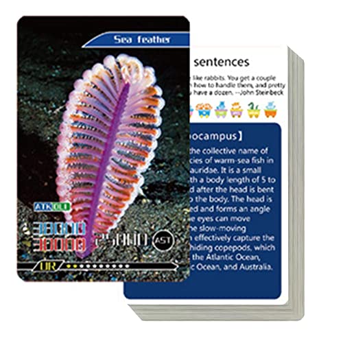 delr Flash-Karten Meer – 55 englische Flash-Karten, Lernspielzeug für Kinder im Vorschulalter, das beste Geschenk für Kinder delr Flash-Karten Meer – 55 englische Flash-Karten, Lernspielzeug für Kinder im Vorschulalter, das beste Geschenk für Kinder von delr