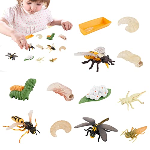 delr Lebenszyklus Biene, 12 Teile, Dekoration, Spielzeug, biologisches Modell, Wachstum, Wachstum, Modell, Lebenszyklus, Libelle delr Lebenszyklus Biene, 12 Teile, Dekoration, Spielzeug, biologisches Modell, Wachstum, Wachstum, Modell, Lebenszyklus, Libelle von delr
