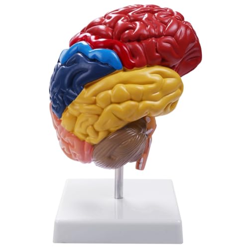 dissot Anatomie des Zerebral-Modells, 1: 1 Hälfte des Gehirns, Gehirn, Hirnstamm, Lehrlaborbedarf dissot Anatomie des Zerebral-Modells, 1: 1 Hälfte des Gehirns, Gehirn, Hirnstamm, Lehrlaborbedarf von dissot