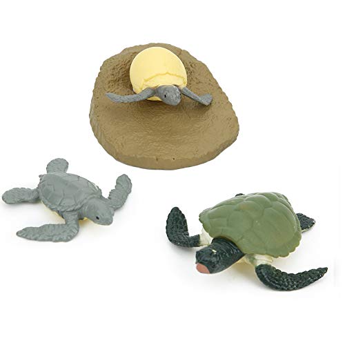 Animal Life Cycle Model, 4pcs Hochsimulationswachstumsmodell Abbildung PVC Desktop Dekoration Lernentwicklung Spielzeug für Kinder (Schildkrötenwachstumszyklus) von equlup