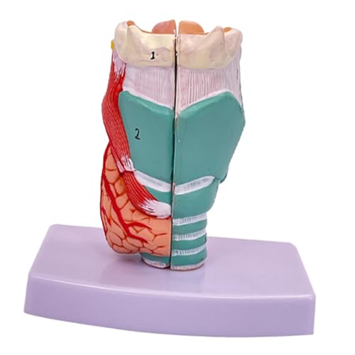 Menschliches Kehlkopfmodell im Maßstab 1:1 mit Basis, anatomisches Halsmodell für medizinische Ausbildung, Stimmbänder, Demonstration, Lehrhilfe (30 x 15 x 14 cm) von getuse
