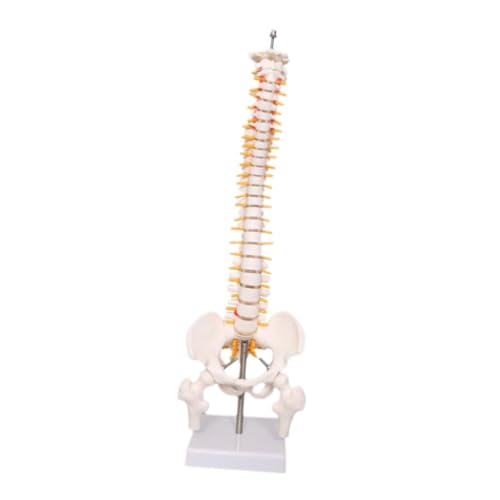 Wirbelsäule, menschliches Wirbelsäulenmodell, 45 cm, PVC, für medizinische Ausbildung und Laborgebrauch von getuse