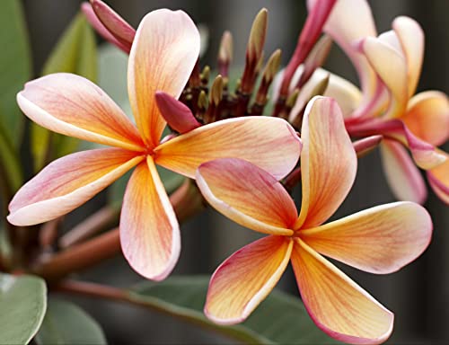HANSEPUZZLE 103823 - Plumeria Puzzle 1000 Teile | Natur Puzzle mit hochwertiger Puzzle Aufbewahrung: Kartonbox und Wieder verschließbarem Beutel | Puzzle-Maße: 60 x 46 cm von hansepuzzle