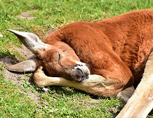 HANSEPUZZLE 13004 - Känguru Puzzle 1000 Teile | Tierwelt Puzzle mit hochwertiger Puzzle Aufbewahrung: Kartonbox und Wieder verschließbarem Beutel | Puzzle-Maße: 60 x 46 cm HANSEPUZZLE 13004 - Känguru Puzzle 1000 Teile | Tierwelt Puzzle mit hochwertiger Puzzle Aufbewahrung: Kartonbox und Wieder verschließbarem Beutel | Puzzle-Maße: 60 x 46 cm von hansepuzzle