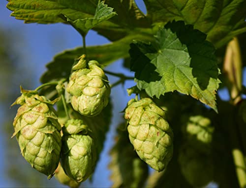 hansepuzzle 14354 - Hopfen Puzzle 1000 Teile | Natur Puzzle mit hochwertiger Puzzle Aufbewahrung: Kartonbox und Wieder verschließbarem Beutel | Puzzle-Maße: 60 x 46 cm hansepuzzle 14354 - Hopfen Puzzle 1000 Teile | Natur Puzzle mit hochwertiger Puzzle Aufbewahrung: Kartonbox und Wieder verschließbarem Beutel | Puzzle-Maße: 60 x 46 cm von hansepuzzle