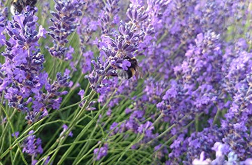 HANSEPUZZLE 15407 - Hummel im Lavendel Puzzle 500 Teile | Natur Puzzle mit hochwertiger Puzzle Aufbewahrung: Kartonbox und Wieder verschließbarem Beutel | Puzzle-Maße: 46 x 30 cm HANSEPUZZLE 15407 - Hummel im Lavendel Puzzle 500 Teile | Natur Puzzle mit hochwertiger Puzzle Aufbewahrung: Kartonbox und Wieder verschließbarem Beutel | Puzzle-Maße: 46 x 30 cm von hansepuzzle