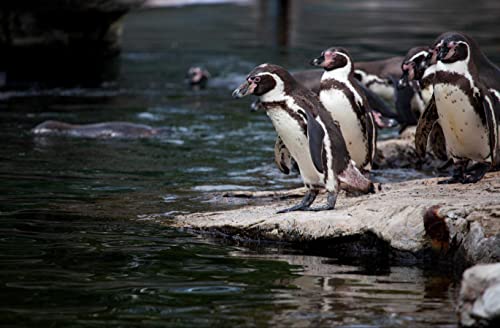 HANSEPUZZLE 15997 - Pinguin Puzzle 500 Teile | Tierwelt Puzzle mit hochwertiger Puzzle Aufbewahrung: Kartonbox und Wieder verschließbarem Beutel | Puzzle-Maße: 46 x 30 cm von hansepuzzle