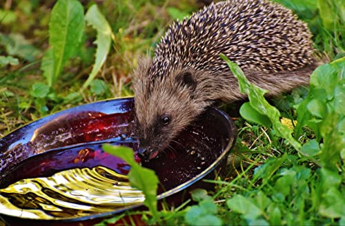 HANSEPUZZLE 20360 - Igel Puzzle 500 Teile | Tierwelt Puzzle mit hochwertiger Puzzle Aufbewahrung: Kartonbox und wiederverschließbarem Beutel | Puzzle-Maße: 46 x 30 cm von hansepuzzle