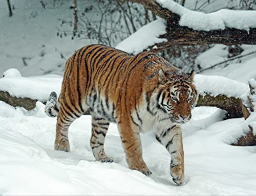 HANSEPUZZLE 21250 - Tiger im Schnee Puzzle 1000 Teile | Tierwelt Puzzle mit hochwertiger Puzzle Aufbewahrung: Kartonbox und Wieder verschließbarem Beutel | Puzzle-Maße: 60 x 46 cm von hansepuzzle
