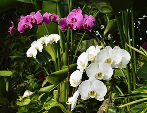 HANSEPUZZLE 21584 - Orchidee Puzzle 1000 Teile | Natur Puzzle mit hochwertiger Puzzle Aufbewahrung: Kartonbox und Wieder verschließbarem Beutel | Puzzle-Maße: 60 x 46 cm HANSEPUZZLE 21584 - Orchidee Puzzle 1000 Teile | Natur Puzzle mit hochwertiger Puzzle Aufbewahrung: Kartonbox und Wieder verschließbarem Beutel | Puzzle-Maße: 60 x 46 cm von hansepuzzle