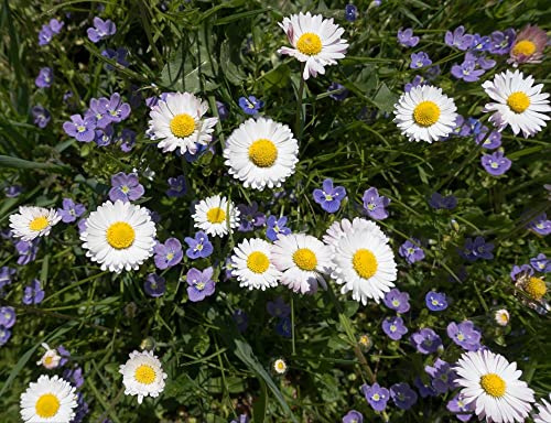 hansepuzzle 21659 - Gänseblümchen Puzzle 1000 Teile | Natur Puzzle mit hochwertiger Puzzle Aufbewahrung: Kartonbox und Wieder verschließbarem Beutel | Puzzle-Maße: 60 x 46 cm hansepuzzle 21659 - Gänseblümchen Puzzle 1000 Teile | Natur Puzzle mit hochwertiger Puzzle Aufbewahrung: Kartonbox und Wieder verschließbarem Beutel | Puzzle-Maße: 60 x 46 cm von hansepuzzle