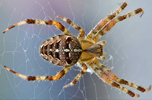 HANSEPUZZLE 24431 - Spinne Puzzle 500 Teile | Tierwelt Puzzle mit hochwertiger Puzzle Aufbewahrung: Kartonbox und wiederverschließbarem Beutel | Puzzle-Maße: 46 x 30 cm HANSEPUZZLE 24431 - Spinne Puzzle 500 Teile | Tierwelt Puzzle mit hochwertiger Puzzle Aufbewahrung: Kartonbox und wiederverschließbarem Beutel | Puzzle-Maße: 46 x 30 cm von hansepuzzle