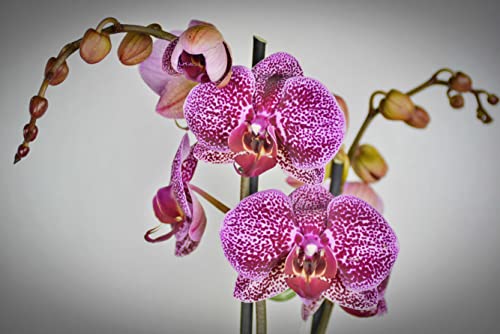 HANSEPUZZLE 27317 - Orchidee Puzzle 2000 Teile | Natur Puzzle mit hochwertiger Puzzle Aufbewahrung: Kartonbox und Wieder verschließbarem Beutel | Puzzle-Maße: 90 x 60 cm HANSEPUZZLE 27317 - Orchidee Puzzle 2000 Teile | Natur Puzzle mit hochwertiger Puzzle Aufbewahrung: Kartonbox und Wieder verschließbarem Beutel | Puzzle-Maße: 90 x 60 cm von hansepuzzle
