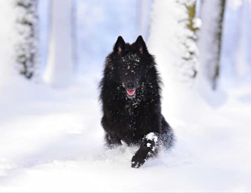 HANSEPUZZLE 28202 - Belgischer schäferhund Puzzle 1000 Teile | Natur Puzzle mit hochwertiger Puzzle Aufbewahrung: Kartonbox und Wieder verschließbarem Beutel | Puzzle-Maße: 60 x 46 cm von hansepuzzle
