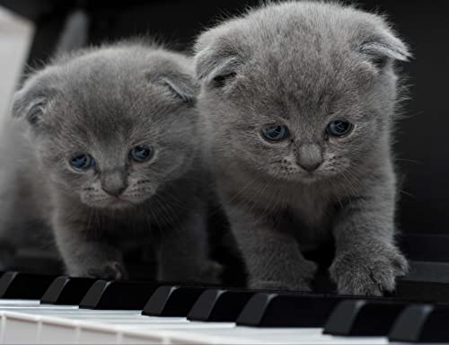 HANSEPUZZLE 28727 - Kätzchen Puzzle 1000 Teile | Tierwelt Puzzle mit hochwertiger Puzzle Aufbewahrung: Kartonbox und Wieder verschließbarem Beutel | Puzzle-Maße: 60 x 46 cm von hansepuzzle