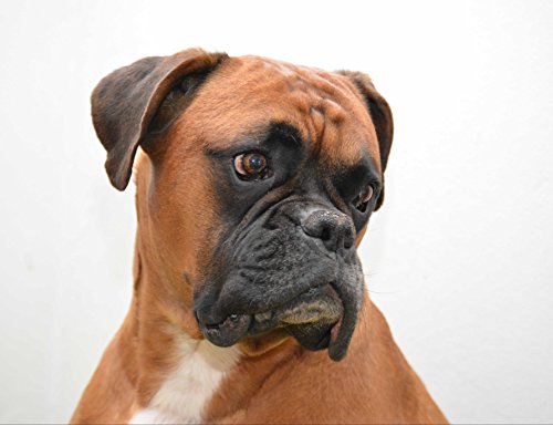 HANSEPUZZLE 35434 - Boxer Puzzle 1000 Teile | Tierwelt Puzzle mit hochwertiger Puzzle Aufbewahrung: Kartonbox und Wieder verschließbarem Beutel | Puzzle-Maße: 60 x 46 cm von hansepuzzle