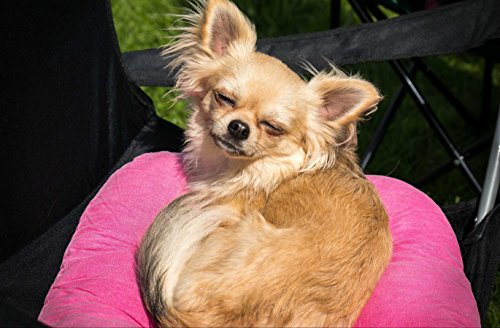 HANSEPUZZLE 36071 - Chihuahua Puzzle 500 Teile | Tierwelt Puzzle mit hochwertiger Puzzle Aufbewahrung: Kartonbox und wiederverschließbarem Beutel | Puzzle-Maße: 46 x 30 cm von hansepuzzle