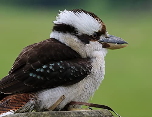 HANSEPUZZLE 36465 - Kookaburra Puzzle 1000 Teile | Tierwelt Puzzle mit hochwertiger Puzzle Aufbewahrung: Kartonbox und Wieder verschließbarem Beutel | Puzzle-Maße: 60 x 46 cm HANSEPUZZLE 36465 - Kookaburra Puzzle 1000 Teile | Tierwelt Puzzle mit hochwertiger Puzzle Aufbewahrung: Kartonbox und Wieder verschließbarem Beutel | Puzzle-Maße: 60 x 46 cm von hansepuzzle