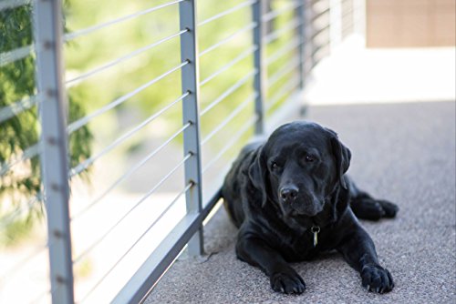 HANSEPUZZLE 43166 - Labrador Puzzle 2000 Teile | Tierwelt Puzzle mit hochwertiger Puzzle Aufbewahrung: Kartonbox und Wieder verschließbarem Beutel | Puzzle-Maße: 90 x 60 cm HANSEPUZZLE 43166 - Labrador Puzzle 2000 Teile | Tierwelt Puzzle mit hochwertiger Puzzle Aufbewahrung: Kartonbox und Wieder verschließbarem Beutel | Puzzle-Maße: 90 x 60 cm von hansepuzzle