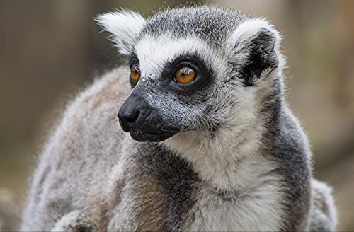 HANSEPUZZLE 54323 - Lemur Puzzle 500 Teile | Tierwelt Puzzle mit hochwertiger Puzzle Aufbewahrung: Kartonbox und wiederverschließbarem Beutel | Puzzle-Maße: 46 x 30 cm von hansepuzzle