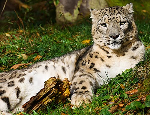 hansepuzzle 77732 - Schneeleopard Puzzle 1000 Teile | Natur Puzzle mit hochwertiger Puzzle Aufbewahrung: Kartonbox und Wieder verschließbarem Beutel | Puzzle-Maße: 60 x 46 cm von hansepuzzle