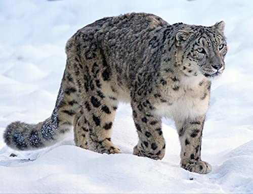 HANSEPUZZLE 77736 - Schneeleopard Puzzle 1000 Teile | Natur Puzzle mit hochwertiger Puzzle Aufbewahrung: Kartonbox und Wieder verschließbarem Beutel | Puzzle-Maße: 60 x 46 cm von hansepuzzle