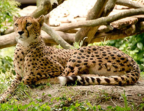 HANSEPUZZLE 80938 - Gepard Puzzle 1000 Teile | Natur Puzzle mit hochwertiger Puzzle Aufbewahrung: Kartonbox und Wieder verschließbarem Beutel | Puzzle-Maße: 60 x 46 cm von hansepuzzle