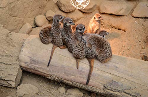 hansepuzzle 83284 - Erdmännchen Puzzle 500 Teile | Natur Puzzle mit hochwertiger Puzzle Aufbewahrung: Kartonbox und wiederverschließbarem Beutel | Puzzle-Maße: 46 x 30 cm von hansepuzzle