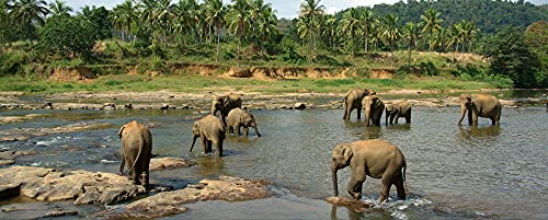 HANSEPUZZLE 86479 - Elefanten Panorama-Puzzle 2000 Teile | Natur Puzzle mit hochwertiger Puzzle Aufbewahrung: Kartonbox und Wieder verschließbarem Beutel | Puzzle-Maße: 116,6 x 46,7 cm von hansepuzzle