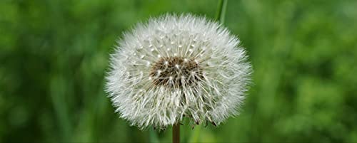 hansepuzzle 98794 - Pusteblume Panorama-Puzzle 2000 Teile | Natur Puzzle mit hochwertiger Puzzle Aufbewahrung: Kartonbox und Wieder verschließbarem Beutel | Puzzle-Maße: 116,6 x 46,7 cm von hansepuzzle